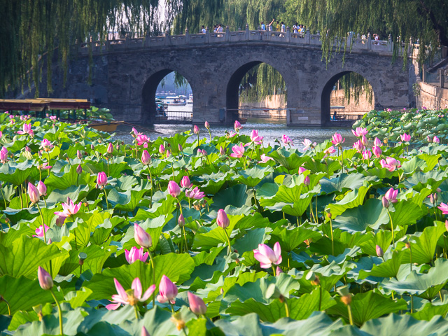 北海公園の蓮の花＠北京